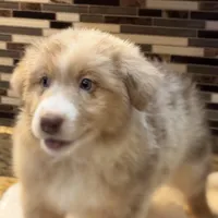 Steve Harrington (natural bob tail), a male Australian Shepherd for sale in Bowling Green, KY – Photo 2 of 10
