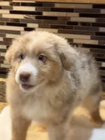 Steve Harrington (natural bob tail), a male Australian Shepherd for sale in Bowling Green, KY – Photo 2 of 10