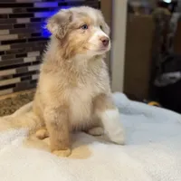 Steve Harrington (natural bob tail), a male Australian Shepherd for sale in Bowling Green, KY – Photo 8 of 10