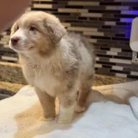 Steve Harrington (natural bob tail), a male Australian Shepherd for sale in Bowling Green, KY – Photo 9 of 10