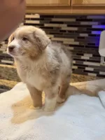Steve Harrington (natural bob tail), a male Australian Shepherd for sale in Bowling Green, KY – Photo 9 of 10