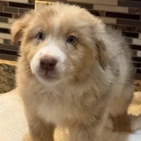 Steve Harrington (natural bob tail), a male Australian Shepherd for sale in Bowling Green, KY – Photo 1 of 10