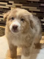 Steve Harrington (natural bob tail), a male Australian Shepherd for sale in Bowling Green, KY – Photo 3 of 10