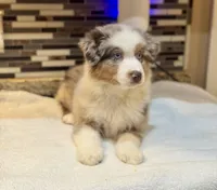 Robin Buckley  (natural FULL tail), a female Australian Shepherd for sale in Bowling Green, KY – Photo 1 of 10