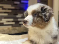 Robin Buckley  (natural FULL tail), a female Australian Shepherd for sale in Bowling Green, KY – Photo 6 of 10