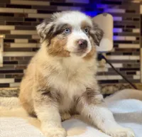Robin Buckley  (natural FULL tail), a female Australian Shepherd for sale in Bowling Green, KY – Photo 4 of 10