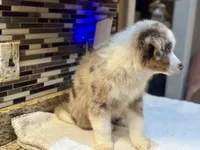 Robin Buckley  (natural FULL tail), a female Australian Shepherd for sale in Bowling Green, KY – Photo 9 of 10