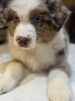 Robin Buckley  (natural FULL tail), a female Australian Shepherd for sale in Bowling Green, KY – Photo 8 of 10