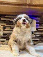 Robin Buckley  (natural FULL tail), a female Australian Shepherd for sale in Bowling Green, KY – Photo 2 of 10