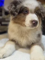 Robin Buckley  (natural FULL tail), a female Australian Shepherd for sale in Bowling Green, KY – Photo 10 of 10