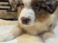 Robin Buckley  (natural FULL tail), a female Australian Shepherd for sale in Bowling Green, KY – Photo 5 of 10