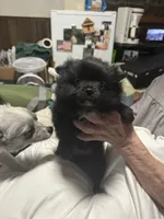 Little brother, a male Pomeranian for sale in Bowling Green, KY – 5 of 5