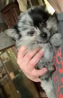 Little sister, a female Pomeranian for sale in Bowling Green, KY – 1 of 6