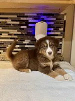 Maxine Mayfield (natural FULL tail), a female Australian Shepherd for sale in Bowling Green, KY – Photo 1 of 10