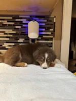 Maxine Mayfield (natural FULL tail), a female Australian Shepherd for sale in Bowling Green, KY – Photo 8 of 10