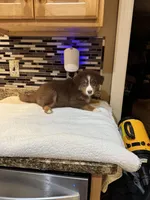 Maxine Mayfield (natural FULL tail), a female Australian Shepherd for sale in Bowling Green, KY – Photo 7 of 10