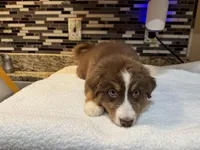 Maxine Mayfield (natural FULL tail), a female Australian Shepherd for sale in Bowling Green, KY – Photo 9 of 10