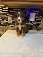 Maxine Mayfield (natural FULL tail), a female Australian Shepherd for sale in Bowling Green, KY – Photo 5 of 10