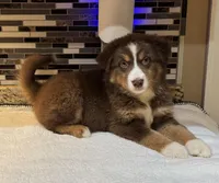 Maxine Mayfield (natural FULL tail), a female Australian Shepherd for sale in Bowling Green, KY – Photo 4 of 10