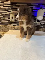 Maxine Mayfield (natural FULL tail), a female Australian Shepherd for sale in Bowling Green, KY – Photo 6 of 10