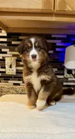 Maxine Mayfield (natural FULL tail), a female Australian Shepherd for sale in Bowling Green, KY – Photo 3 of 10