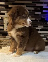 Maxine Mayfield (natural FULL tail), a female Australian Shepherd for sale in Bowling Green, KY – Photo 2 of 10