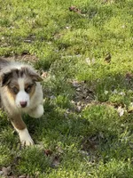 Erika, a female Australian Shepherd for sale in Bowling Green, KY – Photo 2 of 6