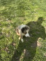 Erika, a female Australian Shepherd for sale in Bowling Green, KY – Photo 5 of 6