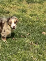 Erika, a female Australian Shepherd for sale in Bowling Green, KY – Photo 4 of 6