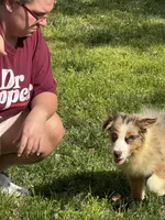 Erika, a female Australian Shepherd for sale in Bowling Green, KY – Photo 6 of 6