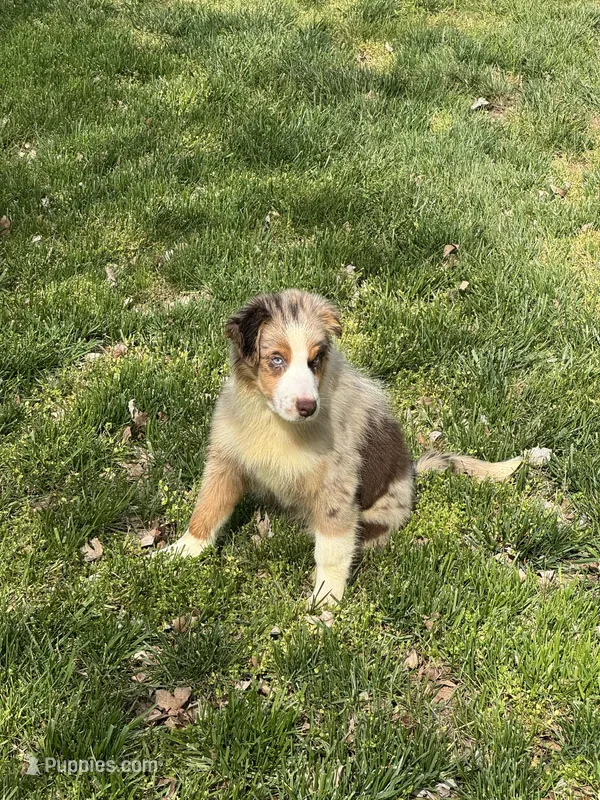Erika – Australian Shepherd puppy for sale in Bowling Green, KY