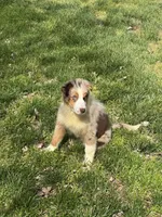 Erika, a female Australian Shepherd for sale in Bowling Green, KY – Photo 1 of 6