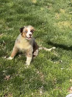Erika, a female Australian Shepherd for sale in Bowling Green, KY – Photo 3 of 6