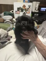 Little brother, a male Pomeranian for sale in Bowling Green, KY – 1 of 5