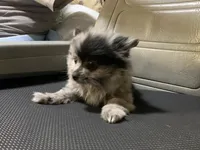 Little sister, a female Pomeranian for sale in Bowling Green, KY – 5 of 6