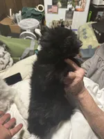 Little brother, a male Pomeranian for sale in Bowling Green, KY – 3 of 5