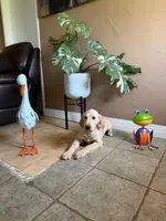 Luffy, a male Golden Retriever for sale in Jurupa Valley, CA – 2 of 3