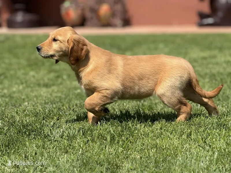 Rosie – Golden Retriever puppy for sale in Jurupa Valley, CA