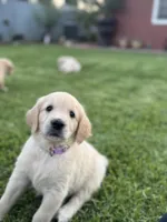 Nami , a female Golden Retriever for sale in Jurupa Valley, CA – Photo 2 of 4