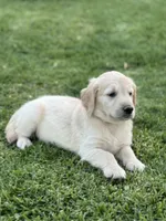 Nami , a female Golden Retriever for sale in Jurupa Valley, CA – Photo 3 of 4