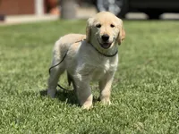 Nami , a female Golden Retriever for sale in Jurupa Valley, CA – Photo 7 of 10