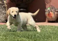 Nami , a female Golden Retriever for sale in Jurupa Valley, CA – Photo 5 of 10
