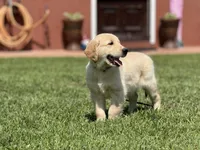Nami , a female Golden Retriever for sale in Jurupa Valley, CA – Photo 8 of 10