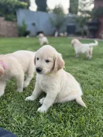 Nami , a female Golden Retriever for sale in Jurupa Valley, CA – Photo 4 of 4