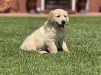 Nami , a female Golden Retriever for sale in Jurupa Valley, CA – Photo 10 of 10