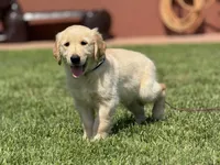 Nami , a female Golden Retriever for sale in Jurupa Valley, CA – Photo 9 of 10