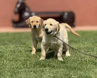 Nami , a female Golden Retriever for sale in Jurupa Valley, CA – Photo 6 of 10