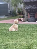 Nami , a female Golden Retriever for sale in Jurupa Valley, CA – Photo 1 of 4