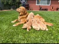 Akc, a male Golden Retriever for sale in Jurupa Valley, CA – Photo 1 of 2