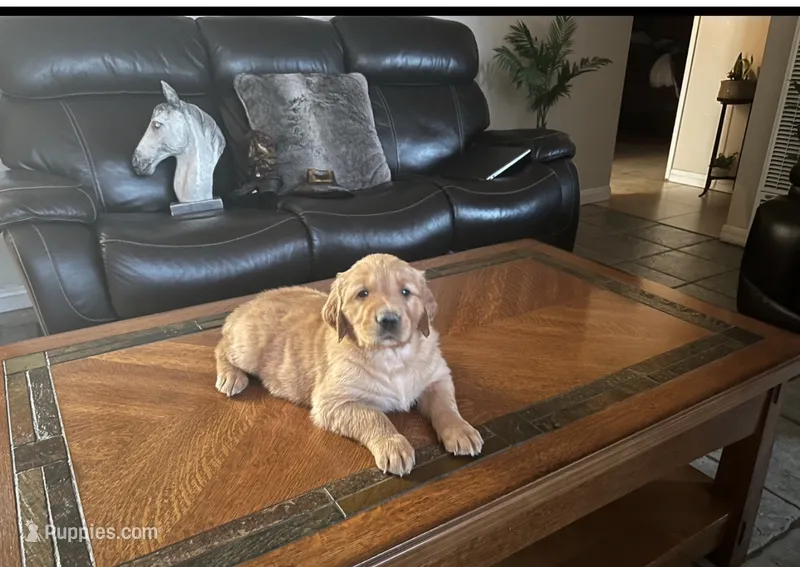 Rosie – Golden Retriever puppy for sale in Jurupa Valley, CA